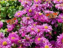 Aster novi-belgii 'Rosa Perle'