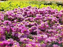 Aster novi-belgii 'Rosa Perle'