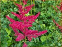 Astilbe 'Hot Pearls'