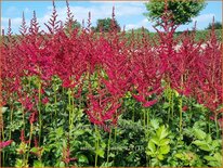 Astilbe &#39;Hot Pearls&#39;