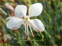 Gaura lindheimeri &#39;Gaudi White&#39;