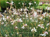 Gaura lindheimeri &#39;Gaudi White&#39;