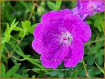 Geranium sanguineum &#39;Bloody Graham&#39;