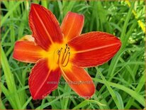 Hemerocallis &#39;Campfire Embers&#39;