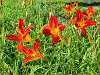 Hemerocallis &#39;Campfire Embers&#39;