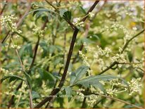 Artemisia lactiflora 'Jim Russell'