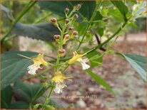 Collinsonia canadensis