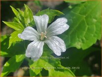 Geranium nodosum &#39;Wreighburn House White&#39;