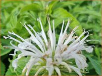 Monarda 'Balmy White'