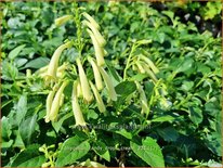 Phygelius &#39;Candy Drops Cream&#39;