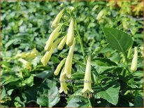 Phygelius &#39;Candy Drops Cream&#39;