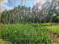 Molinia arundinacea 'Les Ponts de Cé'