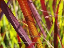 Panicum virgatum &#39;Oxblood Autumn&#39;