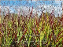 Panicum virgatum &#39;Oxblood Autumn&#39;