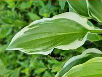 Hosta &#39;So Sweet&#39;