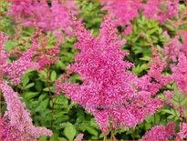 Astilbe 'Rhythm and Blues'