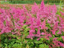 Astilbe 'Rhythm and Blues'