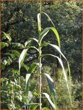 Arundo donax (pot 11 cm)