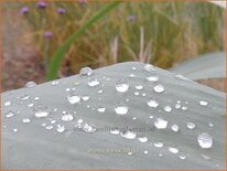 Arundo donax (pot 11 cm)