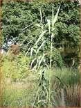 Arundo donax (pot 11 cm)