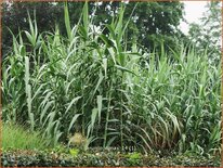 Arundo donax (pot 11 cm)