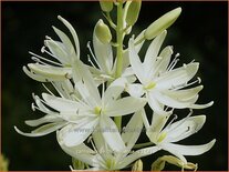 Camassia leichtlinii &#39;Alba&#39; (pot 11 cm)