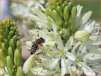 Camassia leichtlinii &#39;Alba&#39; (pot 11 cm)