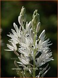 Camassia leichtlinii &#39;Alba&#39; (pot 11 cm)