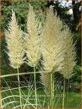 Cortaderia selloana &#39;Evita&#39; (pot 11 cm)