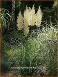 Cortaderia selloana &#39;Evita&#39; (pot 11 cm)