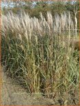 Miscanthus sinensis &#39;Goliath&#39; (pot 11 cm)