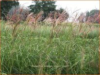 Miscanthus sinensis &#39;Nippon&#39; (pot 11 cm)