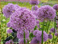 Allium &#39;Gladiator&#39; (pot 11 cm)