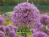 Allium &#39;Gladiator&#39; (pot 11 cm)