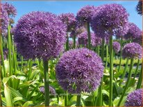 Allium &#39;Pinball Wizard&#39; (pot 11 cm)