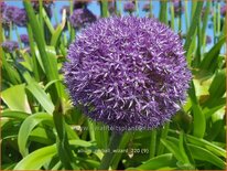 Allium &#39;Pinball Wizard&#39; (pot 11 cm)