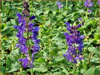 Salvia nemorosa &#39;Sky Blue Marvel&#39;