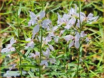 Lythrum virgatum &#39;White Swirl&#39;