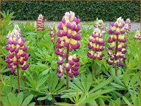 Lupinus &#39;Manhattan Lights&#39; (pot 11 cm)