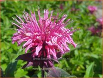 Monarda 'Bubblegum Blast'