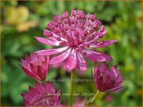 Astrantia major 'Capri'