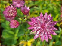 Astrantia major 'Capri'