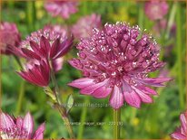 Astrantia major 'Capri'