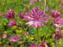 Astrantia major 'Capri'