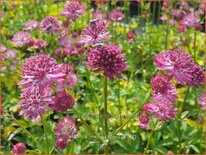 Astrantia major 'Capri'