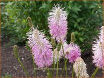 Sanguisorba &#39;Pink Brushes&#39;