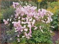 Sanguisorba &#39;Pink Brushes&#39;