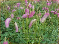 Sanguisorba &#39;Pink Brushes&#39;