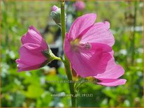 Sidalcea &#39;Candy Girl&#39;