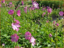 Sidalcea &#39;Candy Girl&#39;